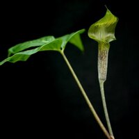 Tropische cobralelie (Arisaema barbatum)