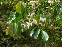 IJsjesboon (Inga edulis)