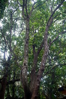 Indiase sandelhout (Santalum album)