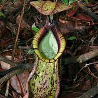 Raffles bekerplant (Nepenthes rafflesiana)