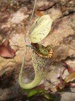 Raffles bekerplant (Nepenthes rafflesiana)