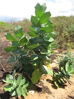 Sodomsappel (Calotropis procera)