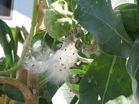 Sodomsappel (Calotropis procera)