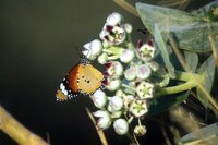 Sodomsappel (Calotropis procera)