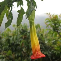 Rode engelentrompet (Brugmansia sanguinea)