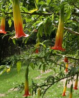 Rode engelentrompet (Brugmansia sanguinea)
