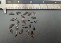 Afrikaanse lelie (Agapanthus praecox)