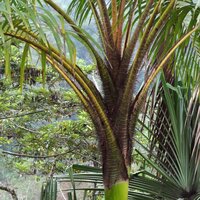 Wangapalm (Pigafetta elata)