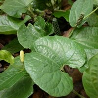 Lange peper (Piper longum)