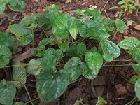 Lange peper (Piper longum)