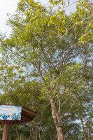 Fluweeltamarinde (Dialium cochinchinense)