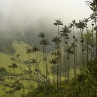 Quindio waspalm (Ceroxylon quindiuense)