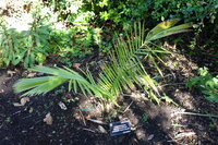 Quindio waspalm (Ceroxylon quindiuense)