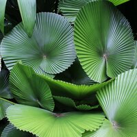 Waaierpalm (Licuala cordata)