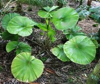 Waaierpalm (Licuala cordata)