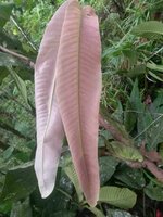 Syzygium (Syzygium versteegii)