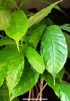 Aronskelk (Amorphophallus raungense)