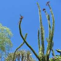 Madagaskar-ocotillo (Alluaudia procera)