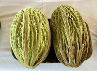 Witte cacao (Theobroma bicolor)