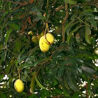 Stinkende mango (Mangifera foetida)