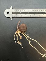 Steltenpalm (Verschaffeltia splendida)