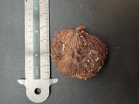 Tropische zakdoekjesboom (Cynometra browneoides)