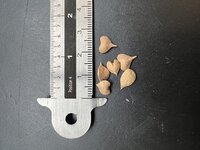 Indiase wierookboom (Boswellia serrata) 