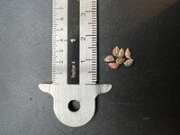 Grote vleermuispassiebloem (Passiflora megacoriacea)