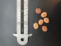 Fluweeltamarinde (Dialium cochinchinense)