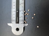 Lange peper (Piper longum)