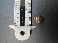 Wangapalm (Pigafetta elata)