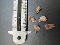 Rode engelentrompet (Brugmansia sanguinea)