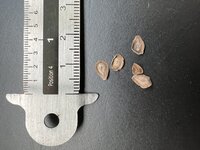 Sodomsappel (Calotropis procera)