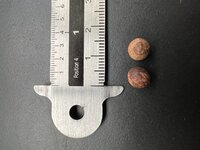 Indiase sandelhout (Santalum album)