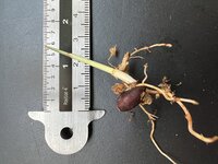 Gevlekte dwergpalm (Pinanga crassipes)