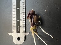 IJsjesboon (Inga edulis)