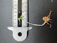 Tropische cobralelie (Arisaema barbatum)