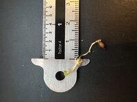 Koningsanthurium (Anthurium veitchii)