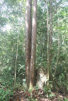 Borneaans ijzerhout (Eusideroxylon zwageri)