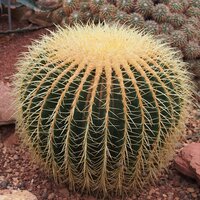 Schoonmoedersstoel (Echinocactus grusonii)