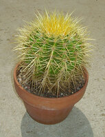 Schoonmoedersstoel (Echinocactus grusonii)