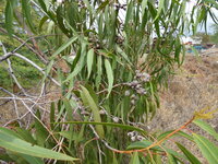 Citroeneucalyptus (Corymbia citriodora)