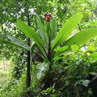 Rotsbanaan (Ensete superbum)
