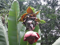 Rotsbanaan (Ensete superbum)