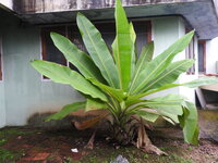 Rotsbanaan (Ensete superbum)