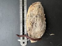 Stinkende mango (Mangifera foetida)