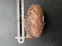 Witte mango (Mangifera caesia)