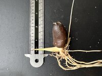 Rode slangenvrucht (Salacca affinis)