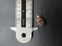 Aronskelk (Amorphophallus prainii)