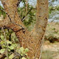 Mirre (Commiphora myrrha)